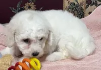 Dalila, a female Bichon Frise for sale in Wrightsville, GA – 1 of 10