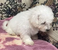 Delaney, a female Bichon Frise for sale in Wrightsville, GA – 10 of 10
