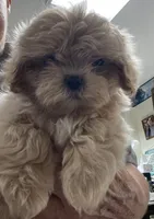 Omora, a female Shihpoo and Shih Tzu for sale in Wrightsville, GA – 7 of 10