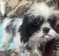 Elisha, a male Shih Tzu for sale in Wrightsville, GA – 7 of 10