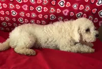 Princess , a female Bichon Frise for sale in Wrightsville, GA – 2 of 9