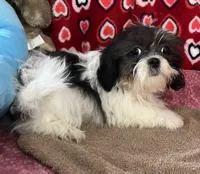 Nahum, a male Shih Tzu for sale in Wrightsville, GA – 8 of 10