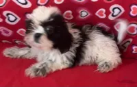 Elisha, a male Shih Tzu for sale in Wrightsville, GA – 4 of 10