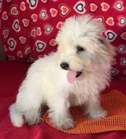 Tilton, a male Bichon Frise for sale in Wrightsville, GA – 8 of 10