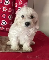 Charlotte, a female Bichon Frise and Shihpoo for sale in Wrightsville, GA – 6 of 9