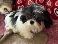 Nahum, a male Shih Tzu for sale in Wrightsville, GA – 2 of 10