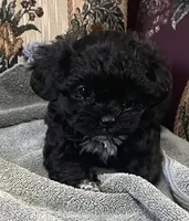 Zelfa, a female Shih Tzu and Poodle - Toy  for sale in Wrightsville, GA – 6 of 10