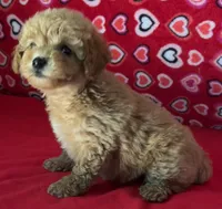 Warna, a female Poodle - Toy  for sale in Wrightsville, GA – 3 of 10