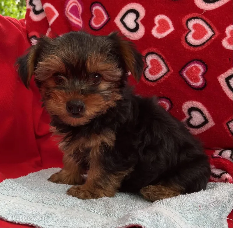 Acker, a male Yorkshire Terrier for sale in Wrightsville, GA – Photo 1 of 7