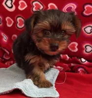 Acker, a male Yorkshire Terrier for sale in Wrightsville, GA – Photo 7 of 7