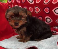 Acker, a male Yorkshire Terrier for sale in Wrightsville, GA – Photo 6 of 7