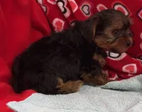 Acker, a male Yorkshire Terrier for sale in Wrightsville, GA – Photo 3 of 7