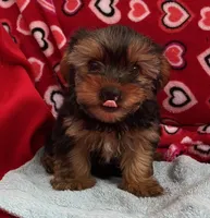 Acker, a male Yorkshire Terrier for sale in Wrightsville, GA – Photo 2 of 7