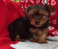Acker, a male Yorkshire Terrier for sale in Wrightsville, GA – Photo 5 of 7