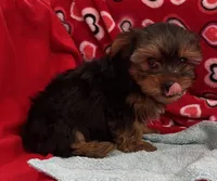 Acker, a male Yorkshire Terrier for sale in Wrightsville, GA – Photo 4 of 7