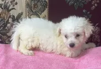 Tania, a female Bichon Frise for sale in Wrightsville, GA – 4 of 10