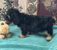 Melora, a female Poodle - Toy  for sale in Wrightsville, GA – 3 of 9