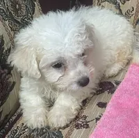 Tania, a female Bichon Frise for sale in Wrightsville, GA – 10 of 10