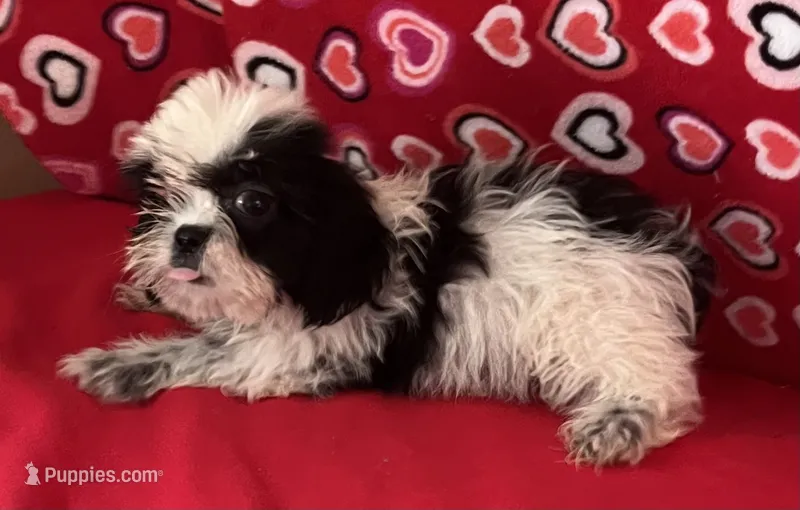 Elisha – Shih Tzu puppy for sale in Wrightsville, GA