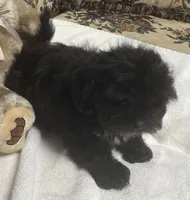 Zelfa, a female Shih Tzu and Poodle - Toy  for sale in Wrightsville, GA – 3 of 7