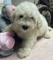 Snow, a male Poodle - Toy  and Bichpoo for sale in Wrightsville, GA – 10 of 10
