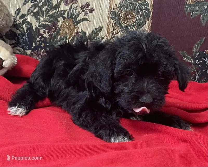 Cyrano – Yorkshire Terrier, Poodle - Toy  puppy for sale in Wrightsville, GA