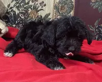 Cyrano, a male Yorkshire Terrier and Poodle - Toy  for sale in Wrightsville, GA – 1 of 10
