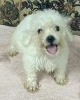 Tuan, a male Bichon Frise for sale in Wrightsville, GA – 5 of 9