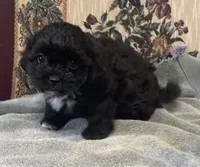 Zelfa, a female Shih Tzu and Poodle - Toy  for sale in Wrightsville, GA – 2 of 10