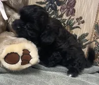 Zelfa, a female Shih Tzu and Poodle - Toy  for sale in Wrightsville, GA – 5 of 10