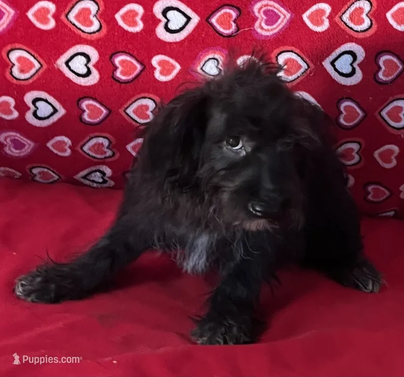 Cyrano – Yorkshire Terrier, Poodle - Toy  puppy for sale in Wrightsville, GA