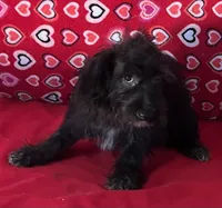 Cyrano, a male Yorkshire Terrier and Poodle - Toy  for sale in Wrightsville, GA – 1 of 10