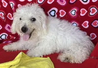 Milan, a male Bichon Frise for sale in Wrightsville, GA – 9 of 9