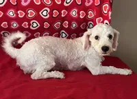 Dawson, a male Bichon Frise for sale in Wrightsville, GA – 1 of 10