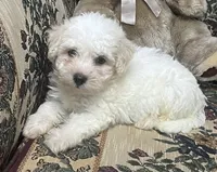 Tilton, a male Bichon Frise for sale in Wrightsville, GA – 3 of 9
