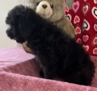 Idra, a female Poodle - Toy  for sale in Wrightsville, GA – 9 of 10