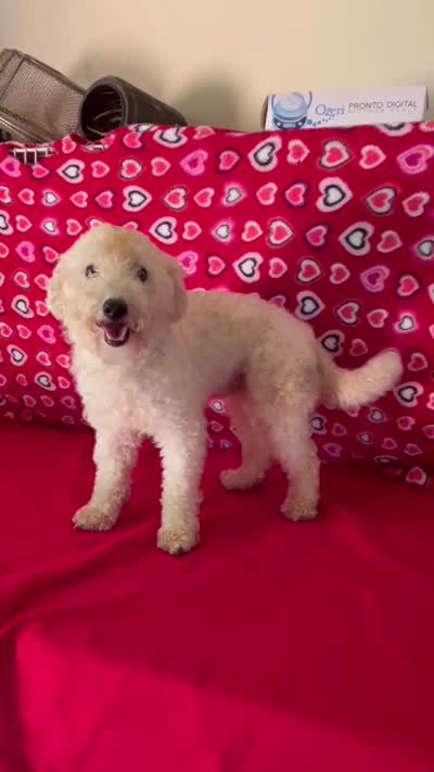 Padget, a male Bichon Frise for sale in Wrightsville, GA – 9 of 10