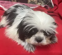 Eunice, a female Shih Tzu for sale in Wrightsville, GA – 8 of 10