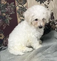 Damian, a male Bichon Frise for sale in Wrightsville, GA – 10 of 10
