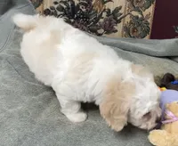 Dawson, a male Bichon Frise for sale in Wrightsville, GA – 3 of 10