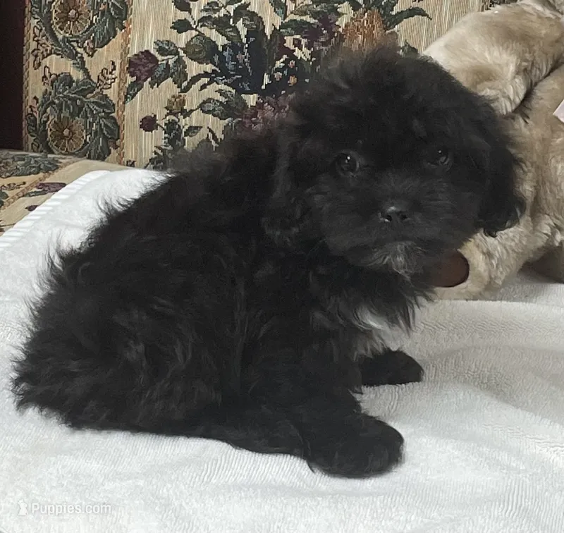 Zelfa – Shih Tzu, Poodle - Toy  puppy for sale in Wrightsville, GA