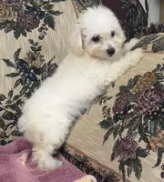 Delaney, a female Bichon Frise for sale in Wrightsville, GA – 7 of 10