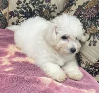 Delaney, a female Bichon Frise for sale in Wrightsville, GA – 8 of 10