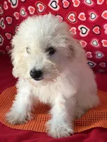 Tilton, a male Bichon Frise for sale in Wrightsville, GA – 10 of 10