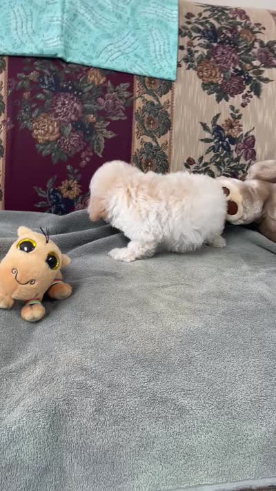 Milton, a male Poodle - Toy  for sale in Wrightsville, GA – 8 of 8