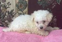 Tania, a female Bichon Frise for sale in Wrightsville, GA – 7 of 10