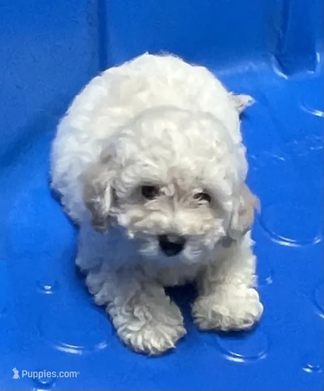 Snow – Poodle - Toy , Bichpoo puppy for sale in Wrightsville, GA