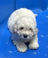 Snow, a male Poodle - Toy  and Bichpoo for sale in Wrightsville, GA – 1 of 10