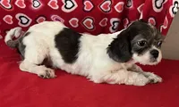 Nahum, a male Shih Tzu for sale in Wrightsville, GA – 1 of 10