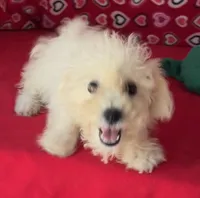 Tuan, a male Bichon Frise for sale in Wrightsville, GA – 3 of 10